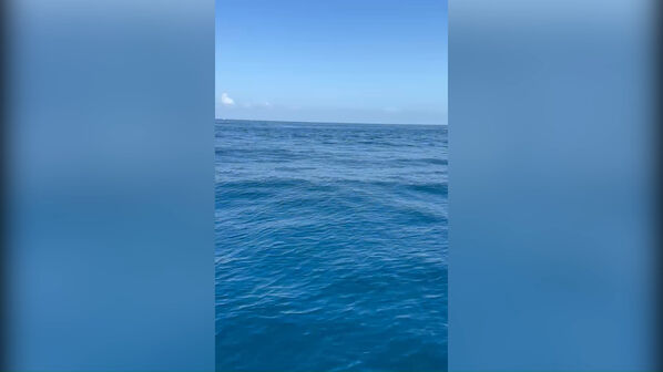 Avistado tubarão perto de embarcação ao largo da Nazaré