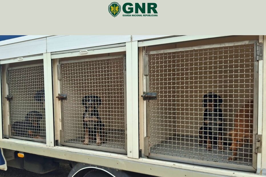 Cerca de 20 cães em perigo resgatados pela GNR em Loures
