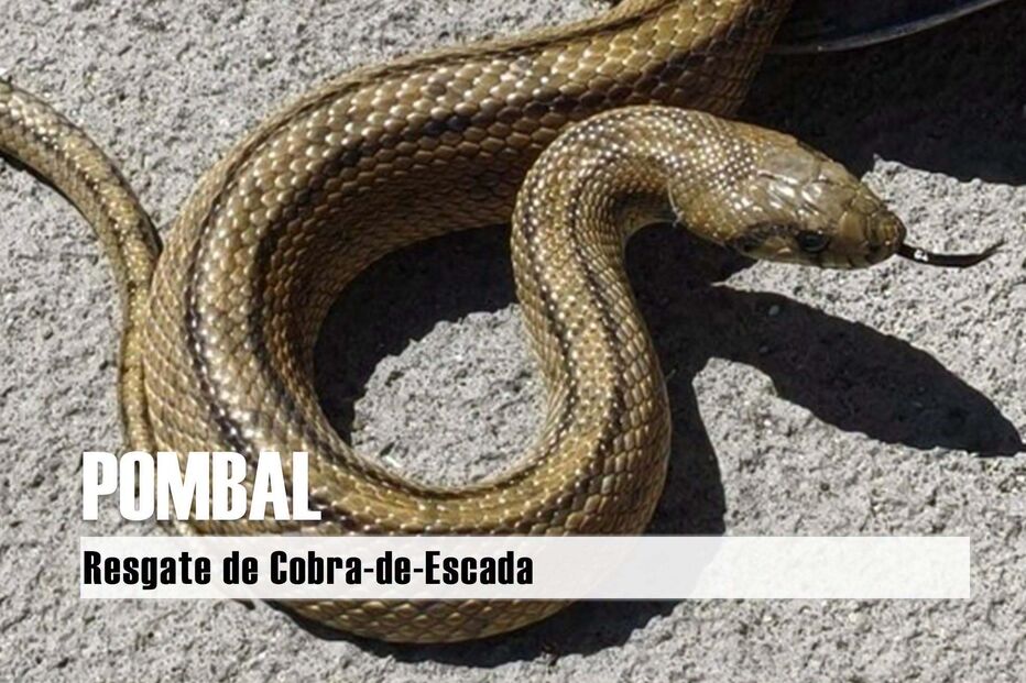 GNR resgata cobra de interior de terminal multibanco em Leiria