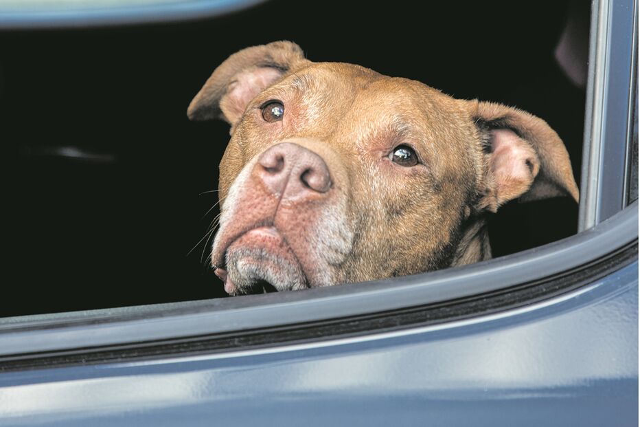 Cão, cadela, animal