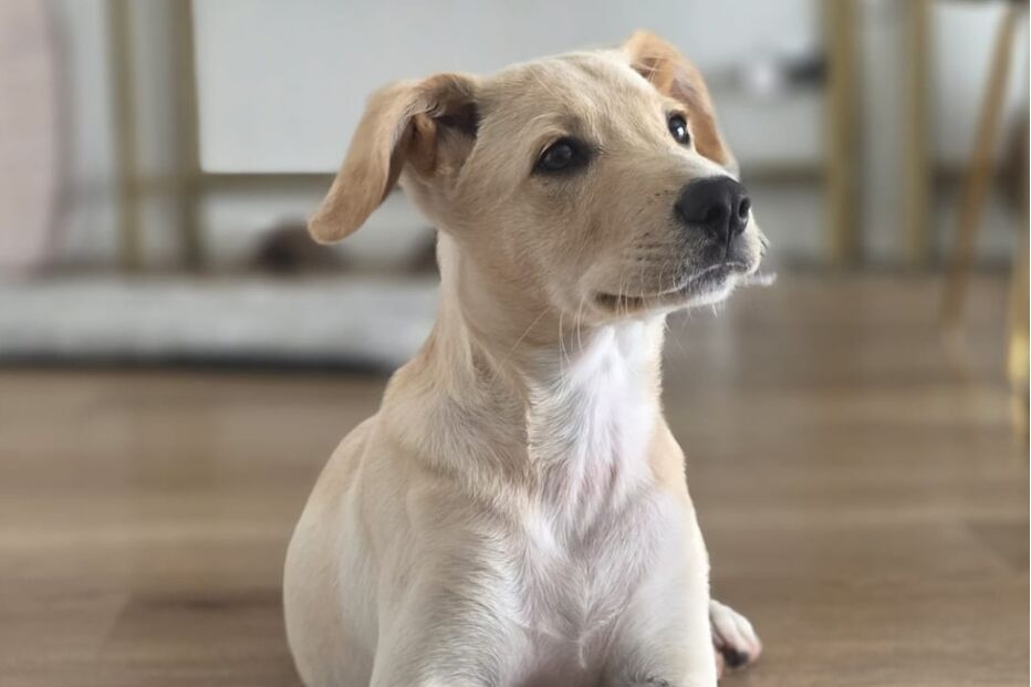 Dobby, cão que quase foi afogado por criança
