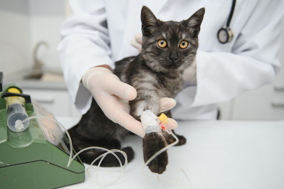 O seu cão ou gato pode salvar uma vida. OneBlood Science Care procura novos dadores de sangue para animais