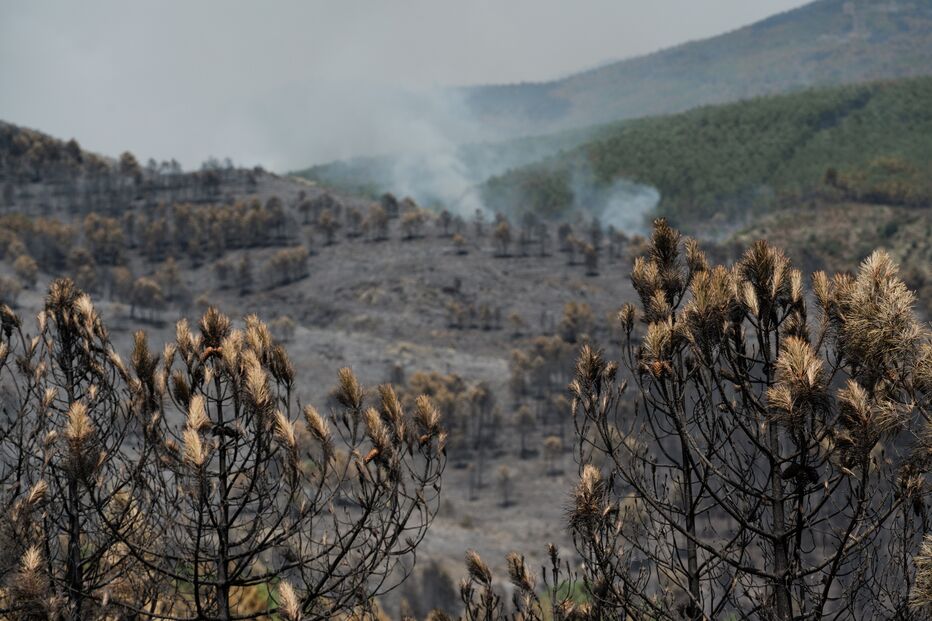 Floresta a norte de Madrid destrói mais de 12 mil hectares devido a incêndio