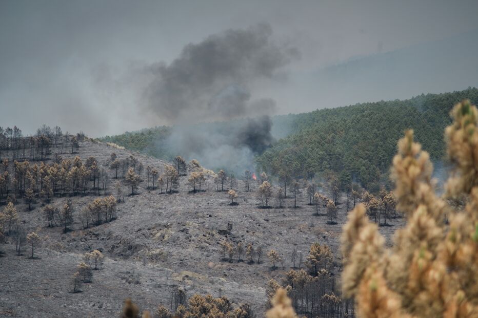 Incêndio destrói floresta a norte de Madrid