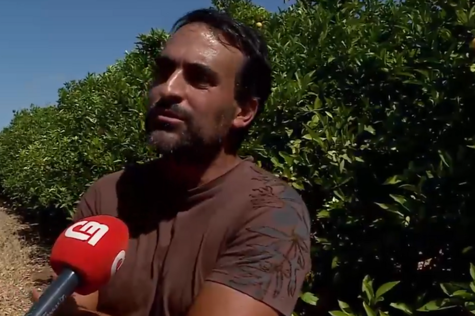 No pomar do Nuno foram roubadas 20 toneladas de laranjas 