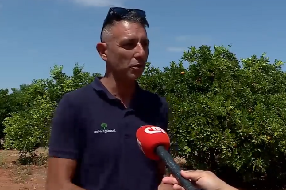 Comprar laranjas roubadas no Algarve pode colocar em causa a saúde dos consumidores 