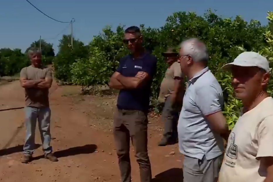 Grupos organizados e drones vigiam terrenos em Silves para que laranjas não sejam roubadas 