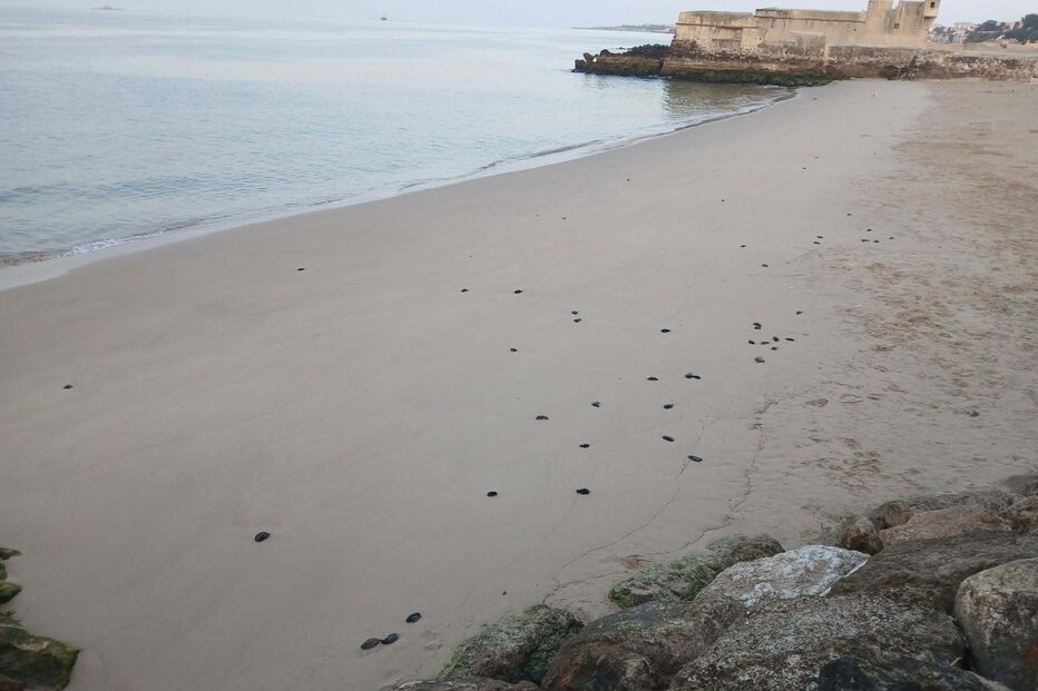 Lesmas-do-mar na Praia de Caxias, em Oeiras