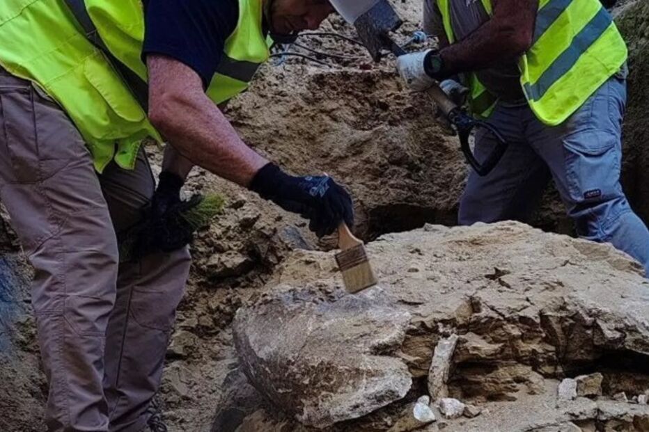 Encontrada carapaça de tartaruga com mais de 15 milhões de anos em Madrid