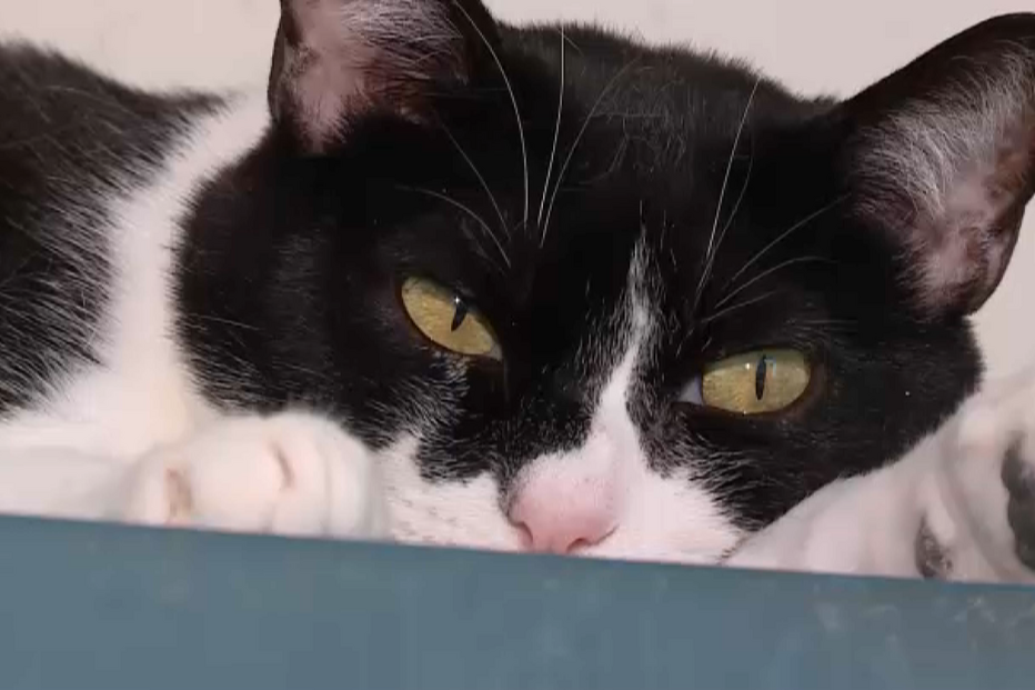 Mistério dos gatos desaparecidos no Barreiro regressa com cuidador a acusar mulheres de capturas suspeitas