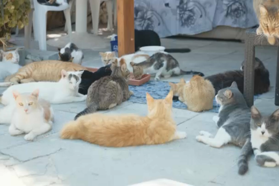 Mistério de gatos desaparecidos retorna às colónias no Barreiro