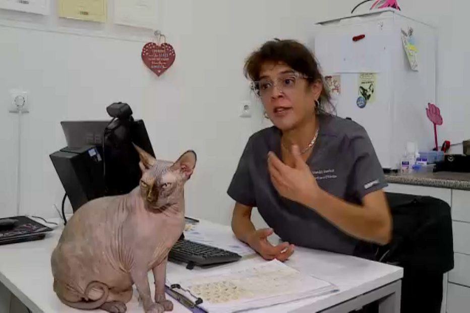 Especialista explica à CMTV como deve funcionar uma colónia de gatos após nova polémica no Barreiro