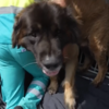 <![CDATA[ Dezenas de animais retirados de abrigo ameaçado pelas chamas nos Países Baixos ]]>
