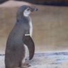 <![CDATA[ Pinguins do Zoo de Londres recebem pulseiras criadas por crianças internadas ]]>
