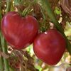 <![CDATA[ Tomate Coração de Boi gera economia e contribui para o enoturismo do Douro ]]>