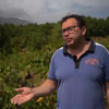 Kleine Winzer im Douro zwischen Überleben und Aufgabe der Weinberge