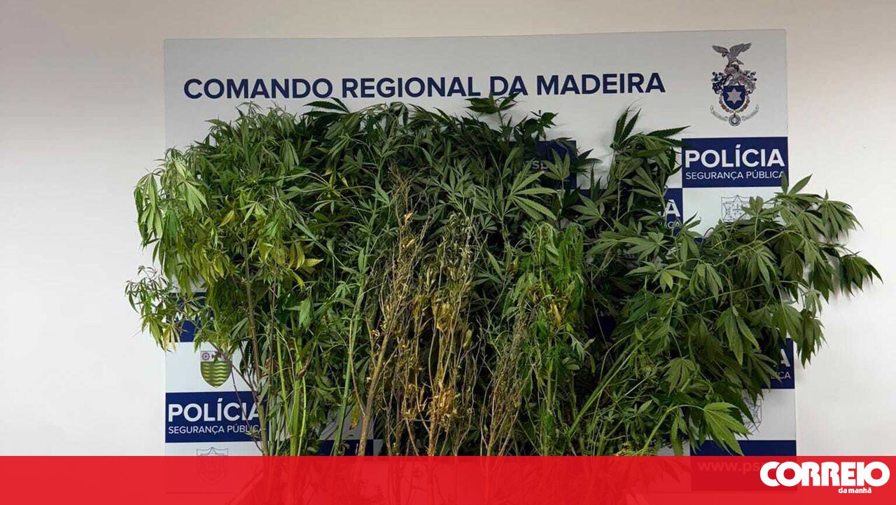 <![CDATA[ Agressor da mulher cultivava droga em casa em Câmara de Lobos ]]>