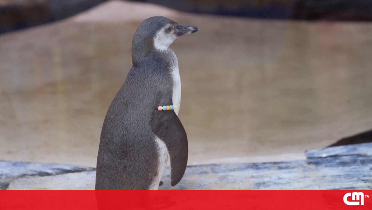 <![CDATA[ Pinguins do Zoo de Londres recebem pulseiras criadas por crianças internadas ]]>