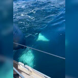 Veleiro atacado por orcas ao largo de Leixões em Matosinhos