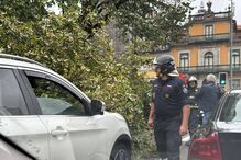 Queda de árvore no Porto