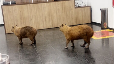 Capivaras invadem corredores do parlamento regional no Brasil