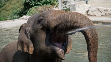 Elefantes refrescam-se com banhos de água fria durante onda de calor em Budapeste 