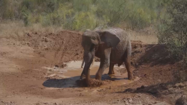 “Está muito feliz”: elefante Julie é a primeira residente do santuário no Alentejo após 30 anos no circo