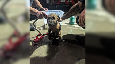 Bombeiros resgatam cão em conduta nos EUA