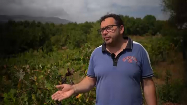 "É uma catástrofe": pequenos produtores do Douro perdem dinheiro com a vindima
