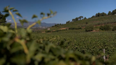Vinhas abandonadas representam perigo para a região do Douro em caso de incêndio
