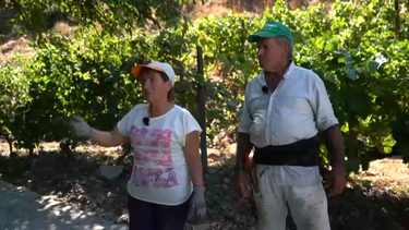 Produtores no Douro vendem pipas de vinho abaixo dos custos de produção