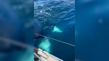 Veleiro atacado por orcas ao largo de Leixões em Matosinhos 
