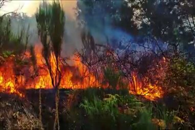 Quatro anos depois do grande incêndio, moradores continuam a aguardar revitalização do Parque Natural da Serra da Estrela