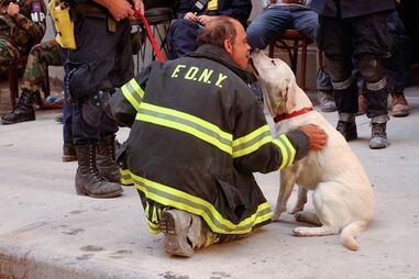 Cão de busca da Task-Force 1, Scout, com um bombeiro em Ground Zero