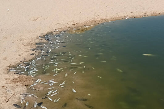 Peixes mortos por falta de oxigenação na Ribeira de Alcantarilha