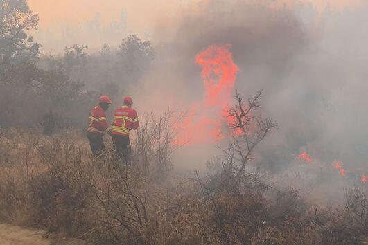 Bombeiros combatem incêndio em área florestal na Covilhã