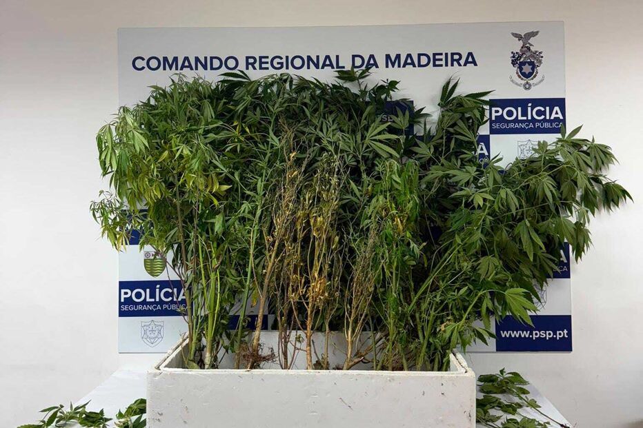 Droga apreendida pela PSP