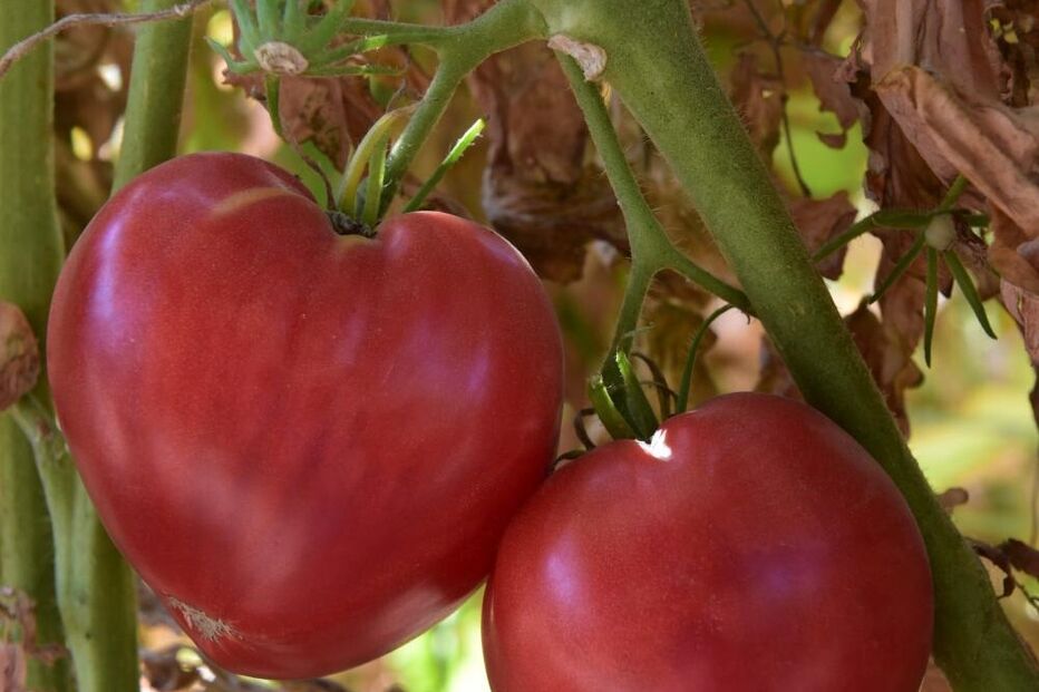 Tomate Coração de Boi