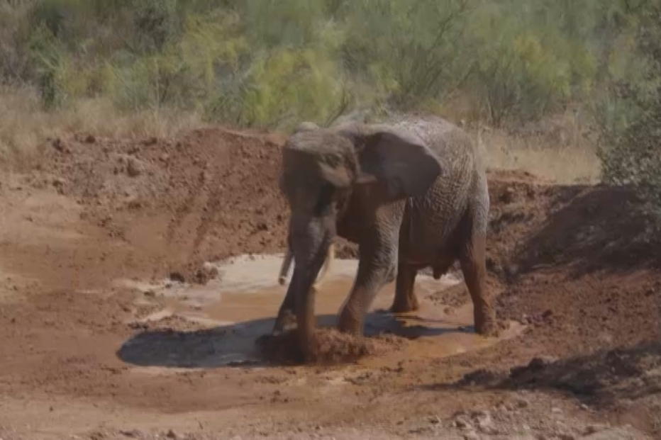 “Está muito feliz”: elefante Julie é a primeira residente do santuário no Alentejo após 30 anos no circo