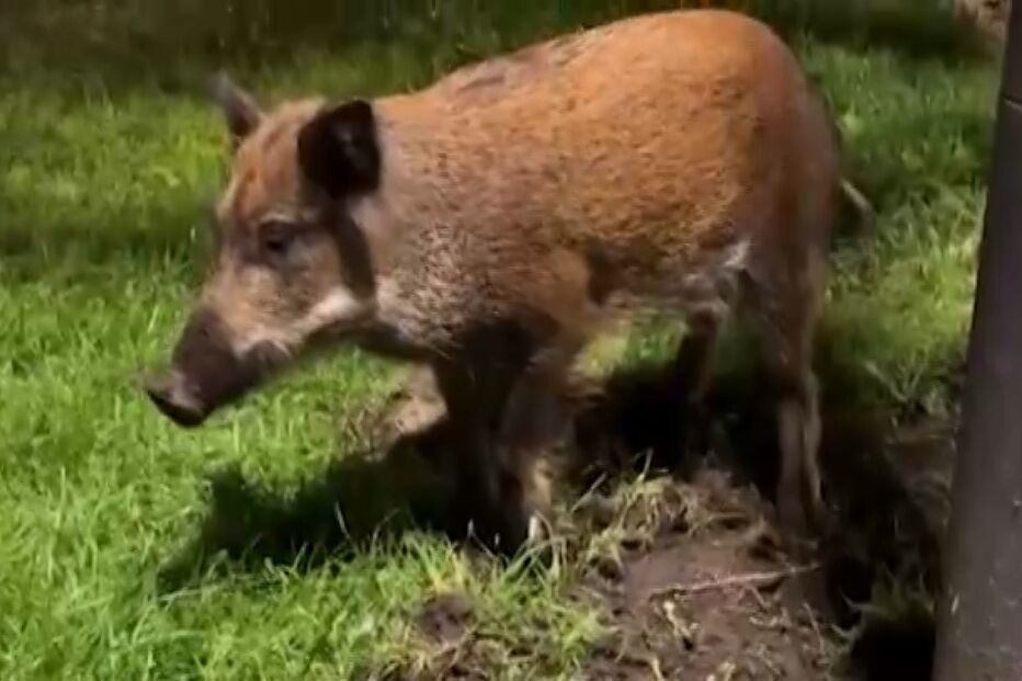 Javalis saem da Serra da Arrábida em direção ao centro de Setúbal para procurar alimento