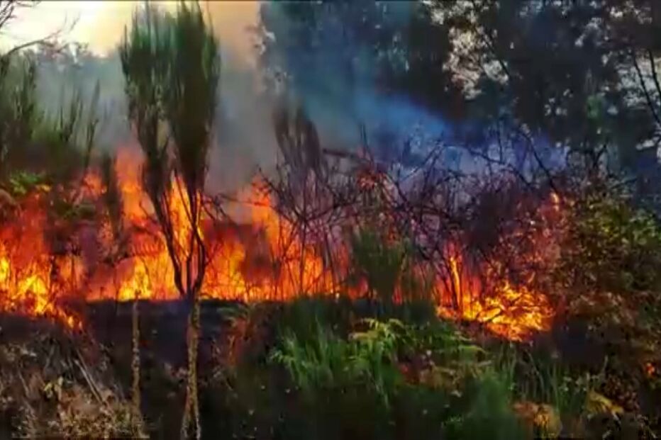 Quatro anos depois do grande incêndio, moradores continuam a aguardar revitalização do Parque Natural da Serra da Estrela