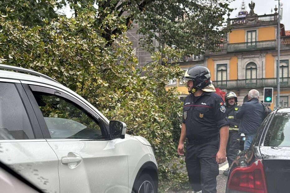 Queda de árvore no Porto