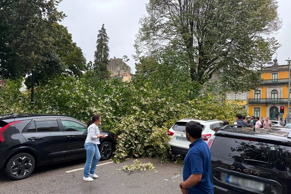 Queda de árvore no Porto