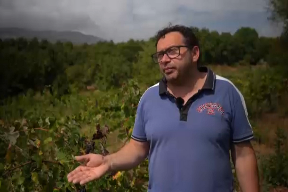 'É uma catástrofe': pequenos produtores do Douro perdem dinheiro com a vindima