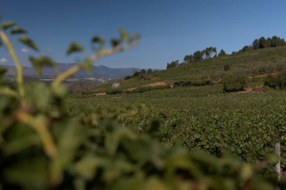 Vinhas abandonadas representam perigo para a região do Douro em caso de incêndio