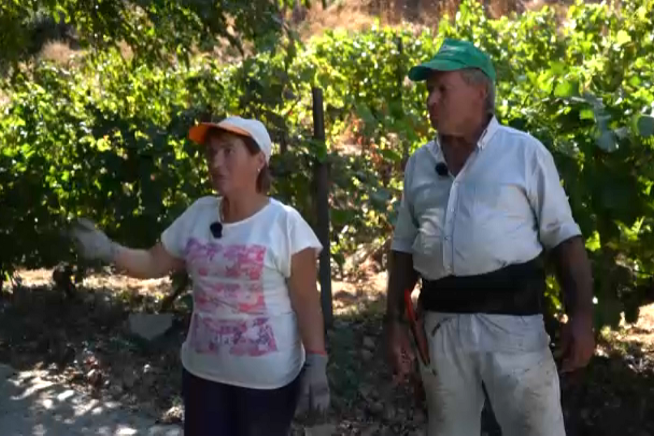 Produtores no Douro vendem pipas de vinho abaixo dos custos de produção