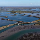 Ilha privada no coração da Ria de Aveiro está à venda por 750 mil euros