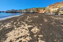 Algas 'pintam' de castanho praia de Portimão