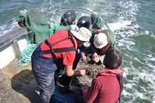 Cinco novas espécies marinha invasoras foram encontradas na costa sudoeste portuguesa, perto do Porto de Sines
