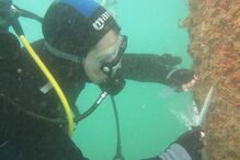 Cinco novas espécies marinha invasoras foram encontradas na costa sudoeste portuguesa, perto do Porto de Sines